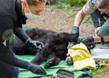 使用索尼a1動物和人眼自動對焦記錄熊的釋放