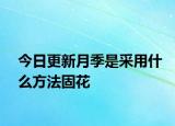 今日更新月季是采用什么方法固花