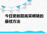 今日更新甜高粱喂豬的最佳方法