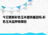 今日更新彩色玉米是轉(zhuǎn)基因嗎,彩色玉米品種有哪些