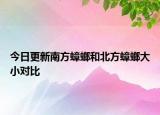 今日更新南方蟑螂和北方蟑螂大小對比