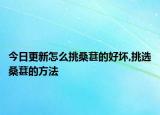 今日更新怎么挑桑葚的好壞,挑選桑葚的方法