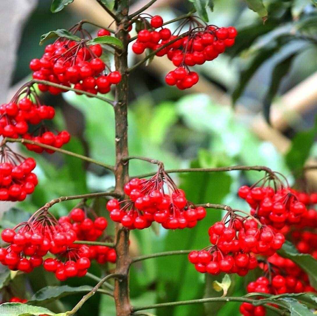 好看的“年味花”清單，花開的時(shí)候，年就近了