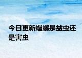 今日更新螳螂是益蟲還是害蟲