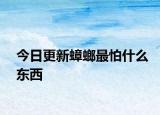 今日更新蟑螂最怕什么東西