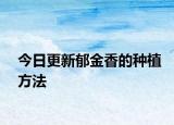 今日更新郁金香的種植方法