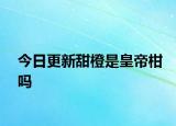 今日更新甜橙是皇帝柑嗎