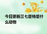 今日更新三七是特是什么動物