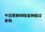 今日更新倒掛金鐘能過冬嗎