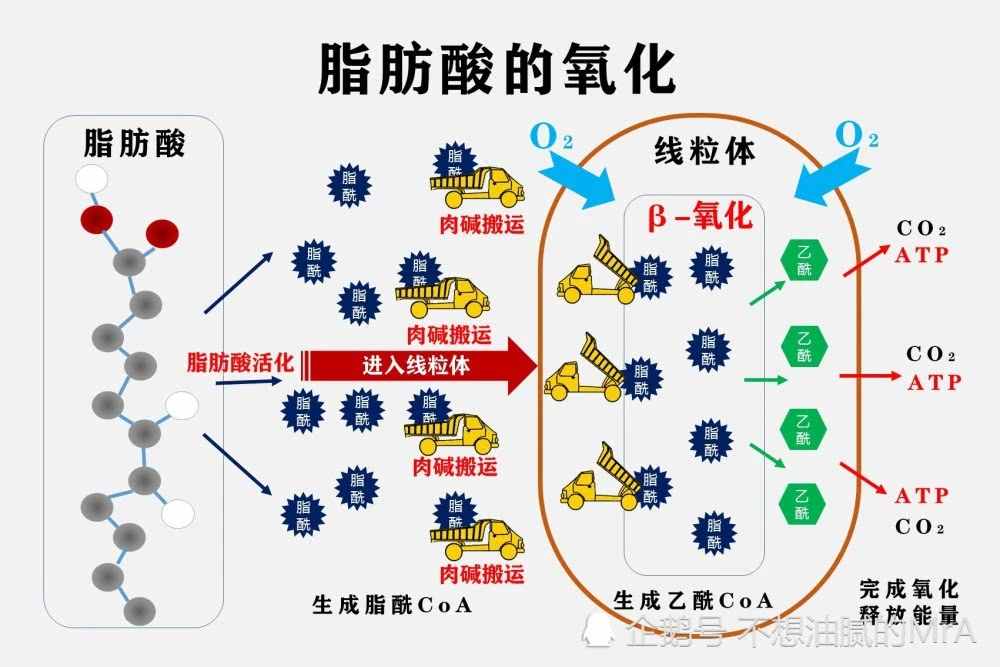 減肥喝左旋肉堿真的有用嗎？