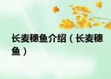 長(zhǎng)麥穗魚(yú)介紹（長(zhǎng)麥穗魚(yú)）