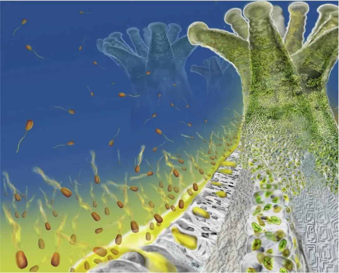 珊瑚，是植物、礦物還是動物？