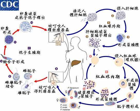 什么是瘧原蟲