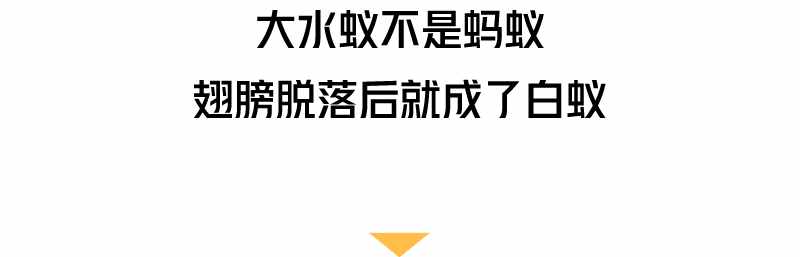 “拆家”警告！最近漫天飛舞的“大水蟻”，入屋后愛啃家具