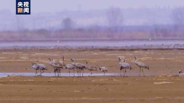 白鷺、白天鵝、紅嘴鷗……又到候鳥遷徙季 來看可愛的鳥兒們