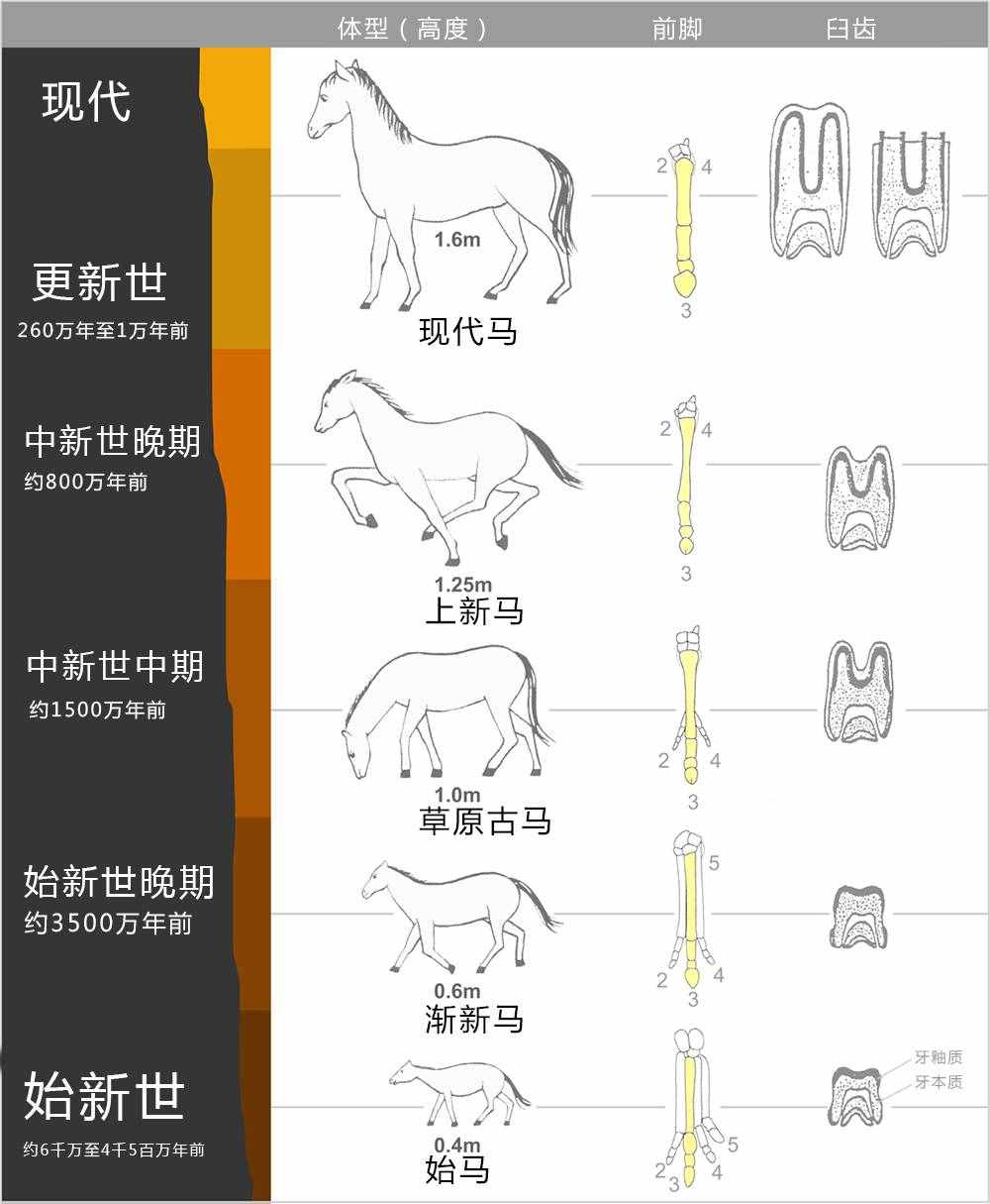 如何區(qū)分馬、騾子和驢？它們之間存在哪些差異？