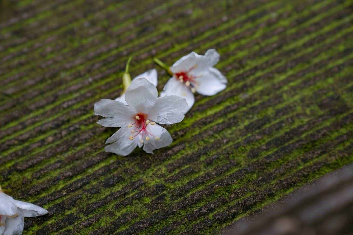 1天之內(nèi)如何游玩雁蕩山最精華的景區(qū)，這篇攻略你一定要收好