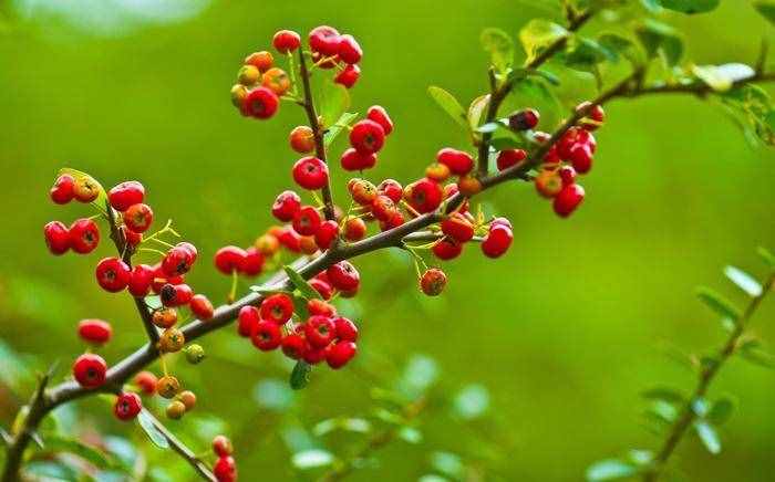 紅果樹長在山上，枝條全是紅果子，看著喜慶能養(yǎng)成盆景