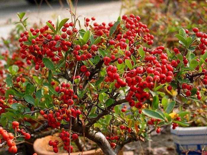 紅果樹長在山上，枝條全是紅果子，看著喜慶能養(yǎng)成盆景