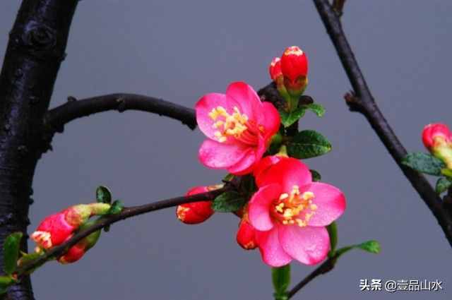 致女神們——愿你芳華自在，笑靨如花