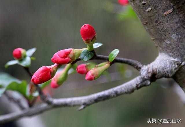 致女神們——愿你芳華自在，笑靨如花