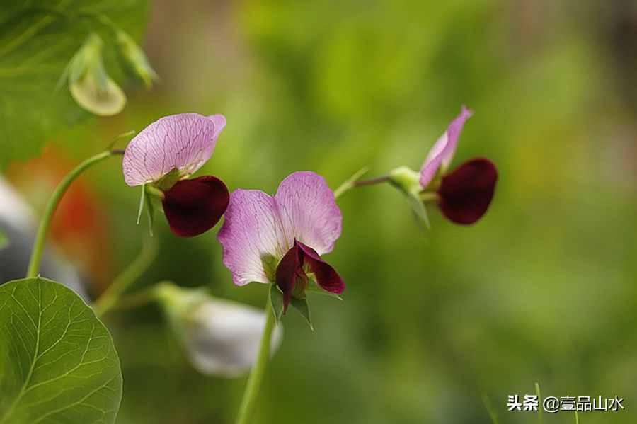 致女神們——愿你芳華自在，笑靨如花