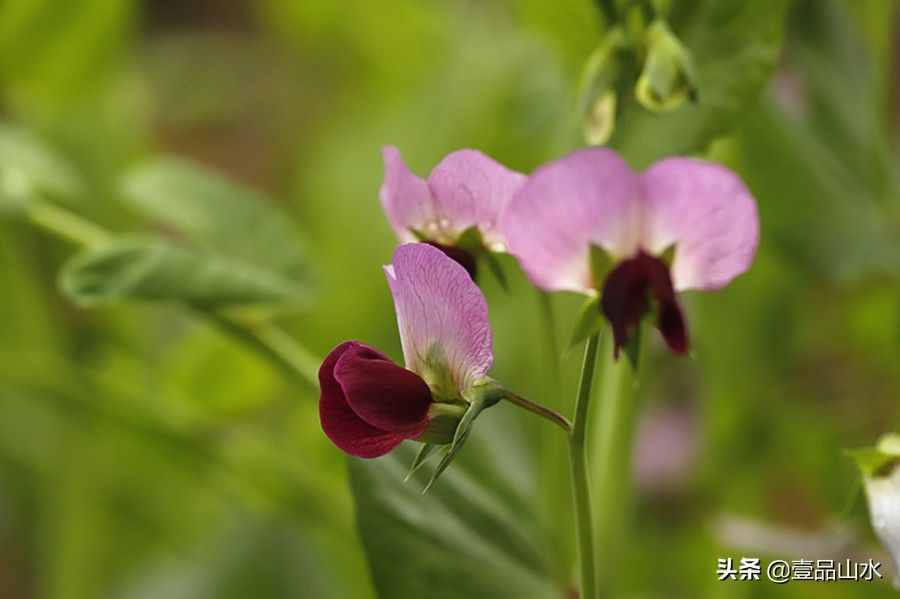 致女神們——愿你芳華自在，笑靨如花