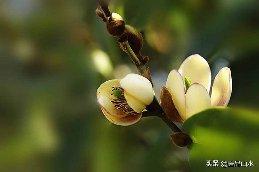 致女神們——愿你芳華自在，笑靨如花