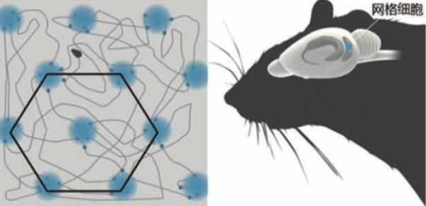 “路癡”是怎樣形成的？諾獎(jiǎng)得主揭秘大腦“GPS”定位機(jī)制