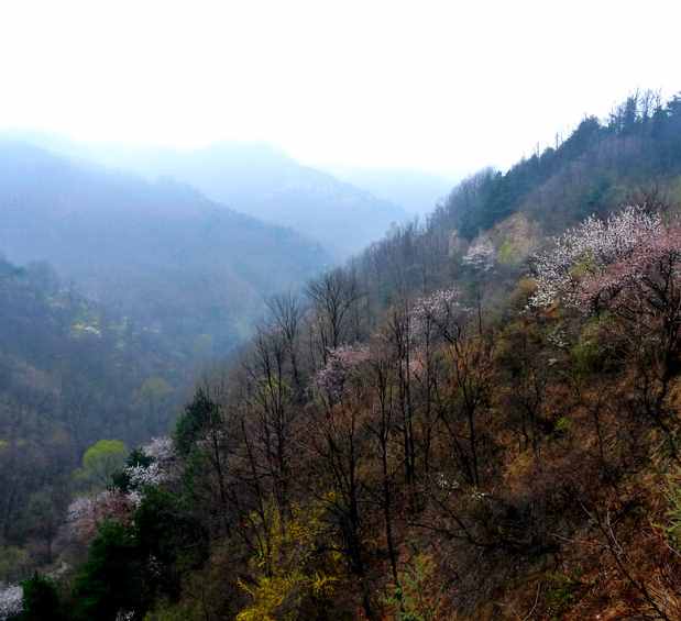 山東和山西的山，指的到底是哪座山？