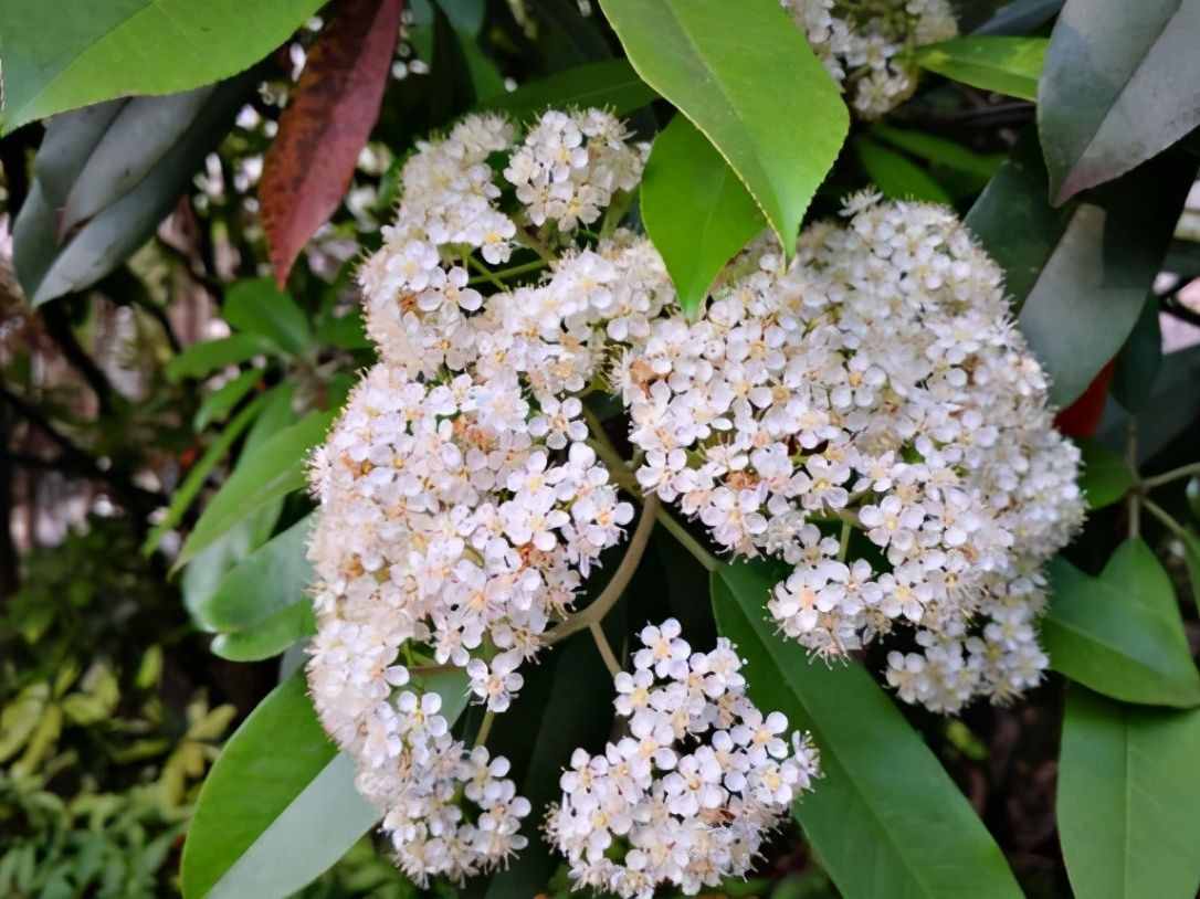 植物是很“奇特的”，有9種植物各有特色，“味道”也是千奇百怪