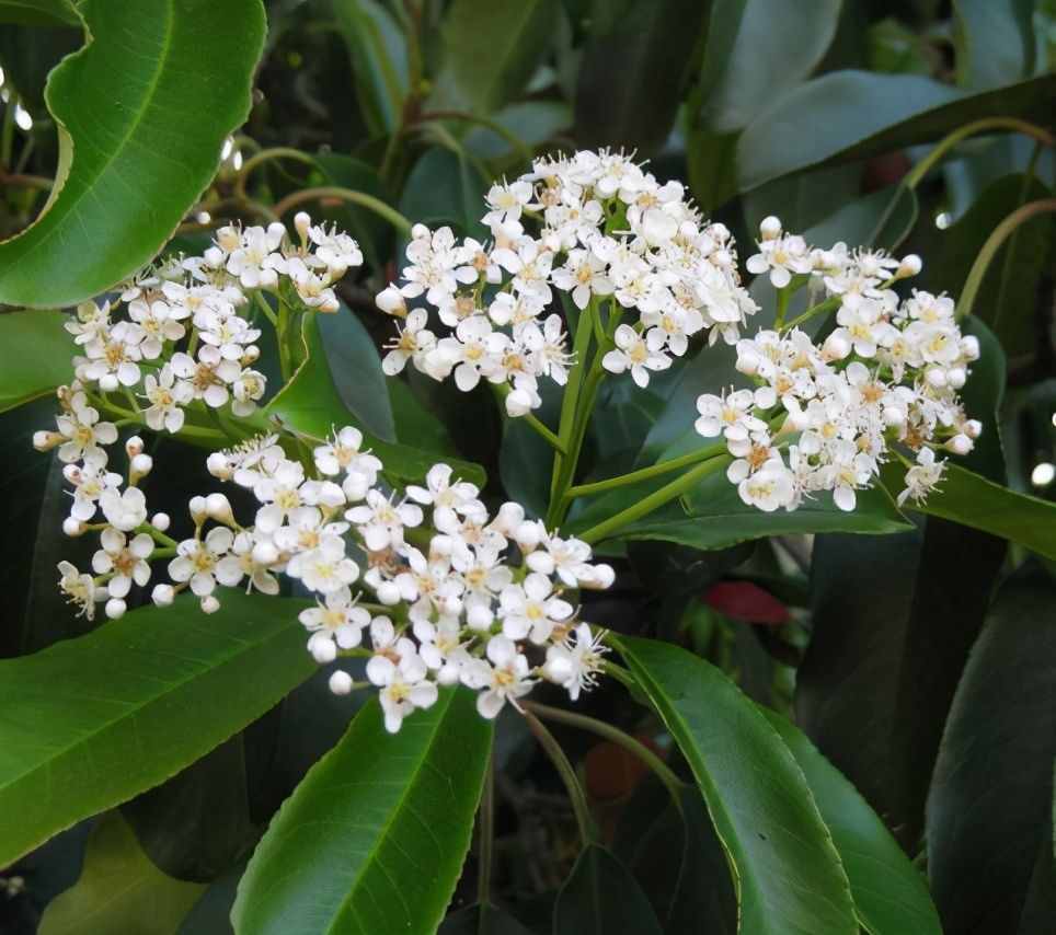 植物是很“奇特的”，有9種植物各有特色，“味道”也是千奇百怪