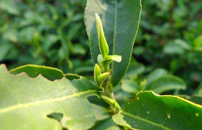 「中國(guó)十大名茶」碧螺春