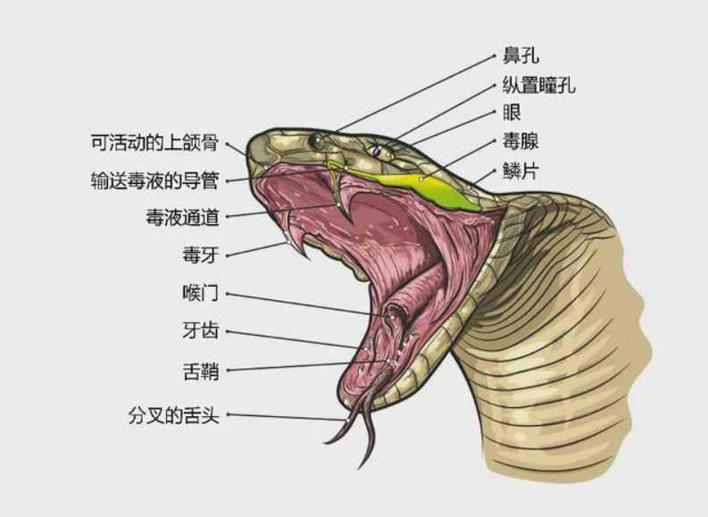 蛇用酒泡12個月不死，農(nóng)民開瓶后被咬身亡，蛇為什么沒有死？