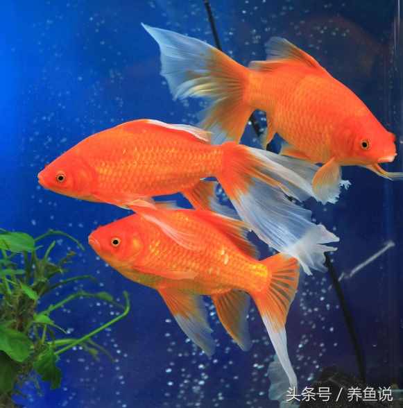 金魚怎么養(yǎng)？記住這3點即可，回歸最簡單的養(yǎng)金魚方法