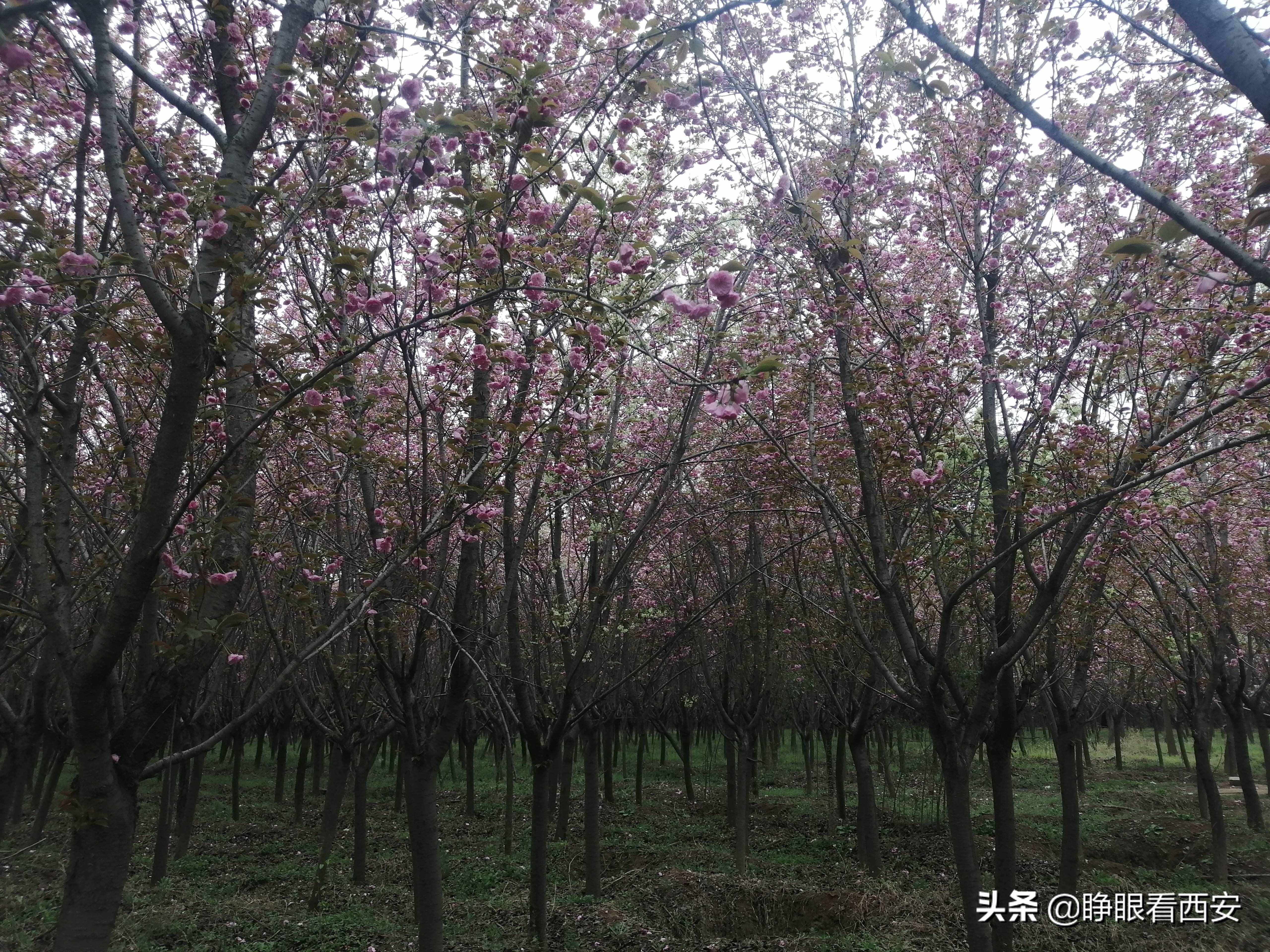 秦·阿房宮遺址：世界最大的宮殿基址，一個前殿相當(dāng)于90個足球場