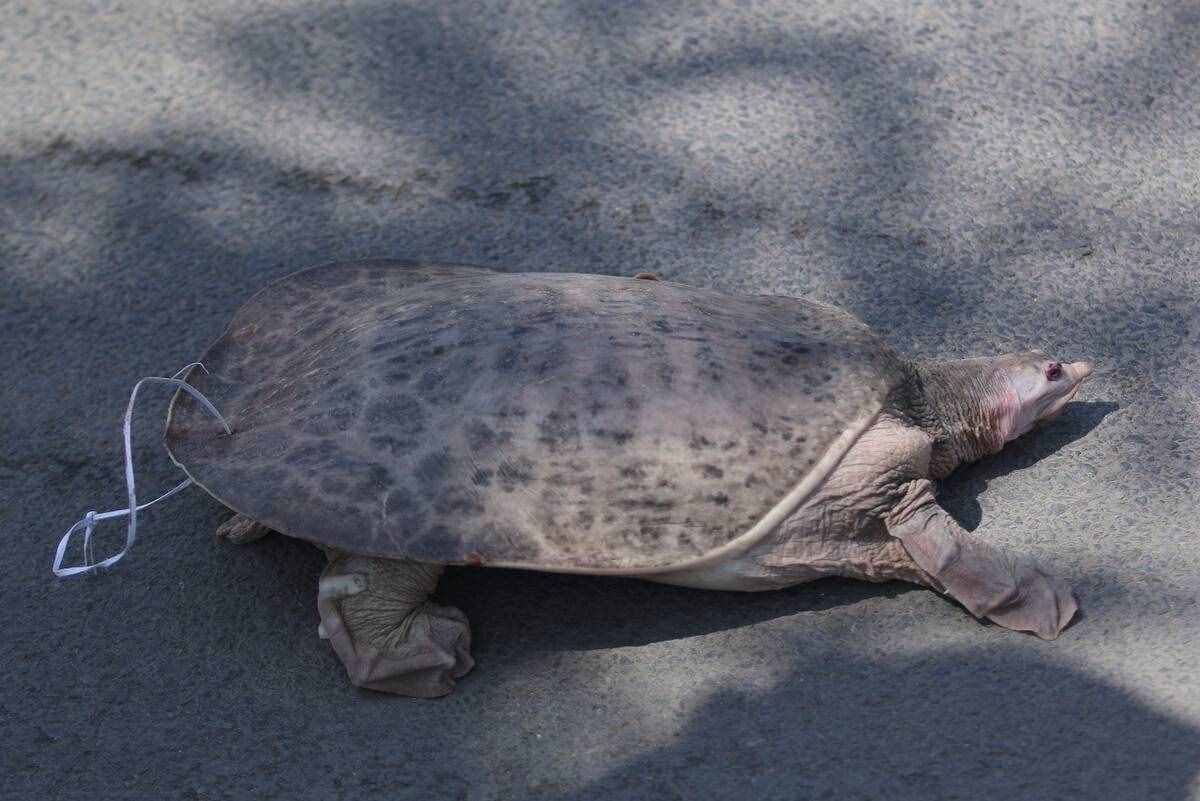 魚目混珠的珍珠鱉：感謝老鐵放生，我已入侵多省市，黃河或已泛濫