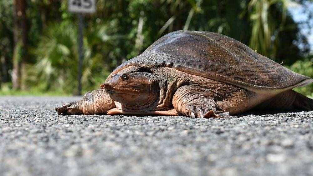 魚目混珠的珍珠鱉：感謝老鐵放生，我已入侵多省市，黃河或已泛濫