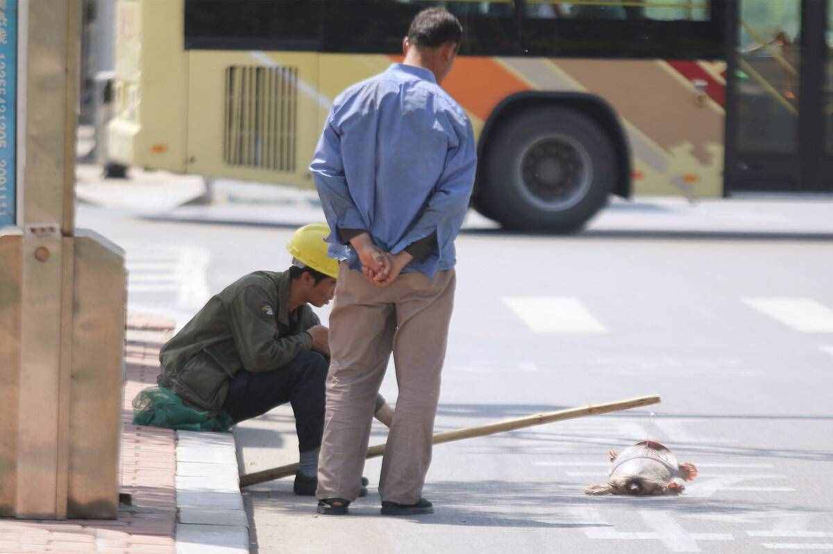 魚目混珠的珍珠鱉：感謝老鐵放生，我已入侵多省市，黃河或已泛濫