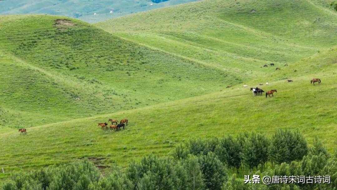 天蒼蒼，野茫茫，風(fēng)吹草低見牛羊