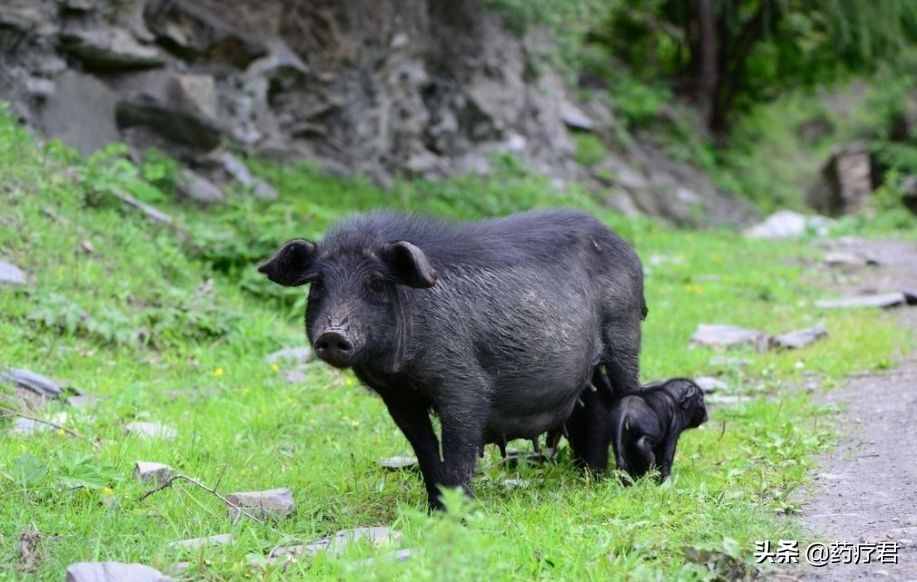 農(nóng)民意外獲得鵝蛋大“豬寶”，北京有人愿出3000萬收？