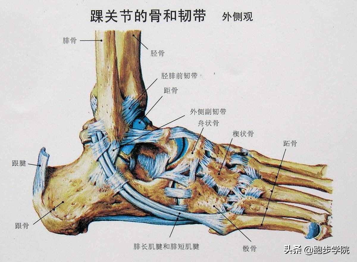 關(guān)于腳踝扭傷的所有干貨，都在這了