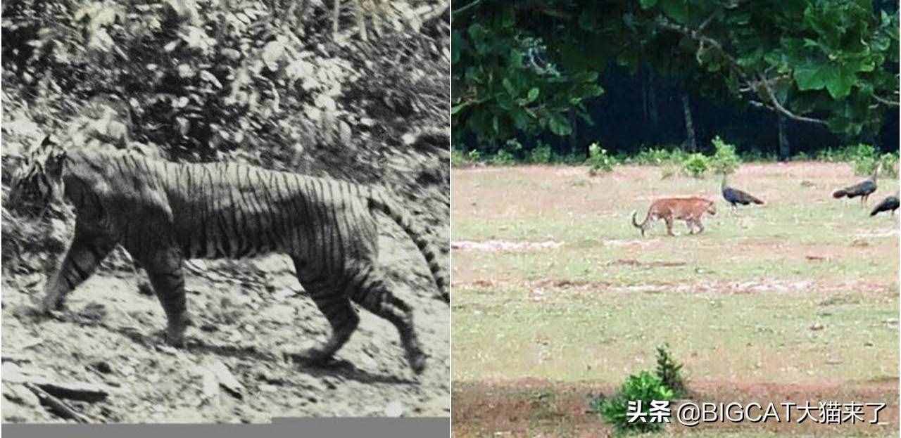 爪哇虎在爪哇島重現(xiàn)？別幻想了，那只是一種比東北虎還瀕危的大貓