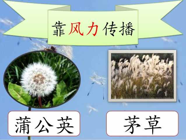 聰明的“種子”是這樣傳播的