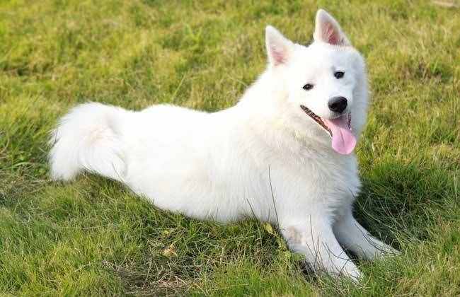 區(qū)分薩摩耶犬和銀狐犬，你只需掌握以下要點！