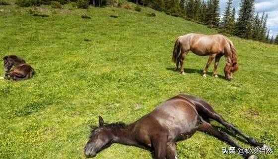 馬是一種古老的動物，但你知道馬是如何睡覺的嗎?