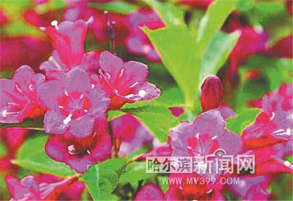 冰城小眾花 細認別錯過