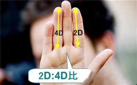 你的食指和無名指哪個更長？對照一下，你會發(fā)現(xiàn)三個秘密
