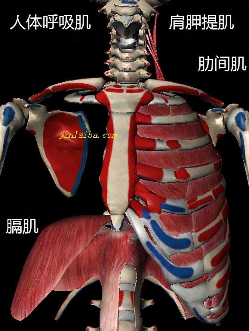 游泳的好處及弊端