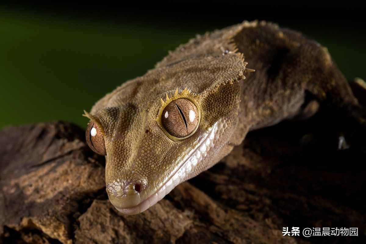 雖然豹紋守宮很可愛(ài)，但它不是爬寵界唯一的守宮，還有五種很常見(jiàn)